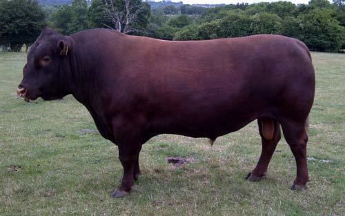 Sussex cattle Pedigree Sussex Cattle chapel herd Mayfield Red Admiral Polled Sussex