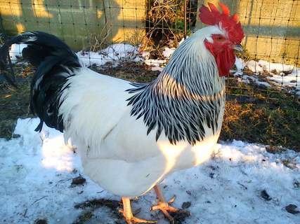 Sussex chicken Sussex For Sale Chickens Breed Information Omlet