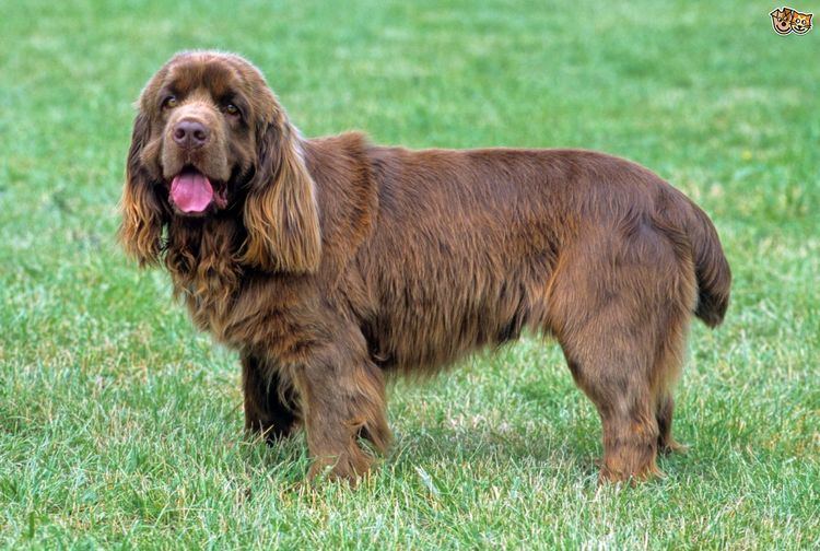 Sussex Spaniel Sussex Spaniel Dog Breed Information Facts Photos Care Pets4Homes