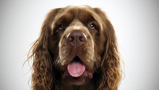 Sussex Spaniel Sussex Spaniel Dog Breed Selector Animal Planet