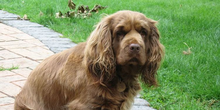 Sussex Spaniel Sussex Spaniel Breed Information Characteristics Puppy Names