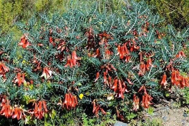 Sutherlandia frutescens Lessertia frutescens L Goldblatt amp JCManning Plants of the