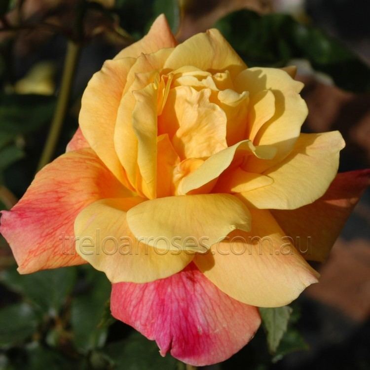 Sutter's Gold Sutters Gold Shop Treloar Roses Premium Roses For Australian