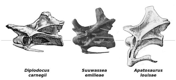 Suuwassea Neural spine bifurcation in sauropods Part 4 is Suuwassea a