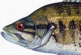 Suwannee bass Micropterus notius Suwannee Bass
