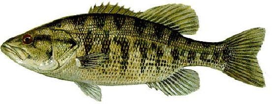 Suwannee bass Suwannee Bass Florida Freshwater Fish
