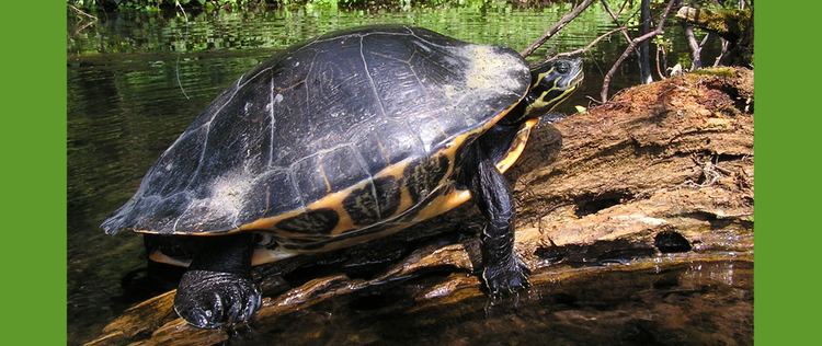 Suwannee cooter httpsstaticinaturalistorgprojects3323cover