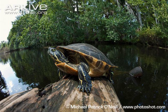 Suwannee cooter River cooter photo Pseudemys concinna G142745 ARKive