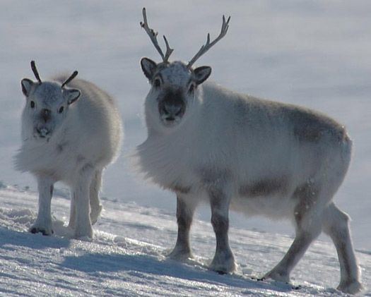 Svalbard reindeer 10 Best ideas about Svalbard Reindeer on Pinterest Reindeer Baby