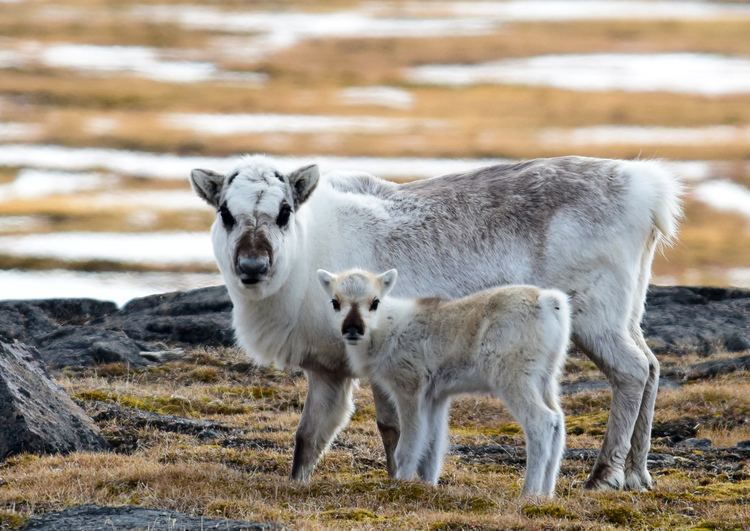 Svalbard reindeer Svalbard WildlifeSvalbard Reindeer Walruses Arctic Fox Whales