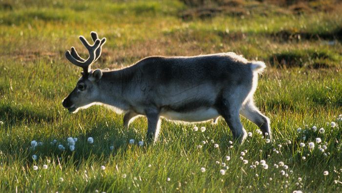 Svalbard reindeer Svalbard reindeer Rangifer tarandus platyrhynchus Norwegian
