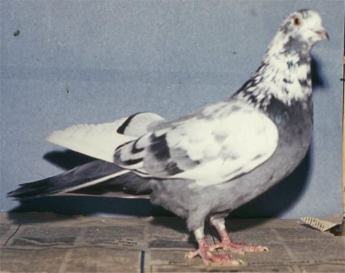 Sverdlovsk blue-gray mottle-headed pigeon