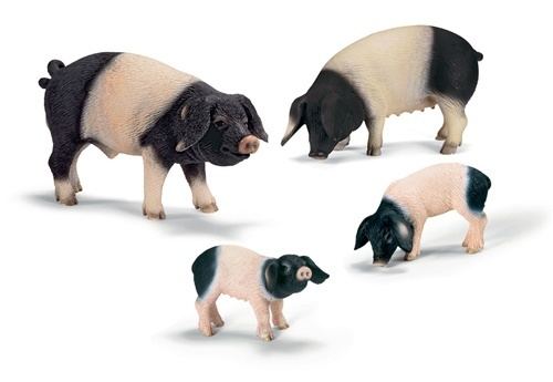 Swabian-Hall swine Life Animals SwabianHall Pigs Family