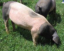 Swabian-Hall swine httpsuploadwikimediaorgwikipediacommonsthu