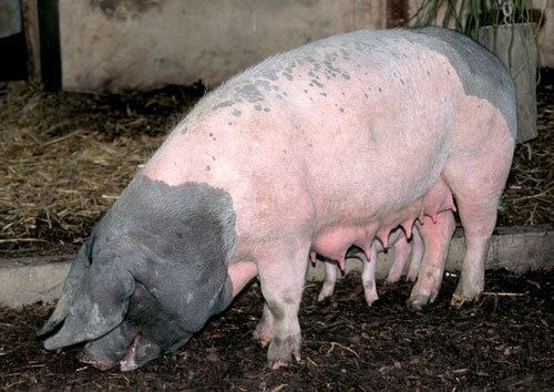 Swabian-Hall swine Pig Breeds SwabianHall Swine