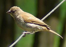 Swahili sparrow httpsuploadwikimediaorgwikipediacommonsthu