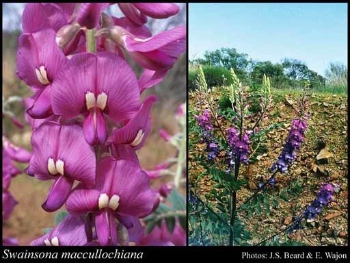 Swainsona Swainsona maccullochiana FMuell FloraBase Flora of Western Australia