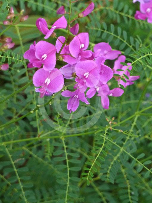Swainsona galegifolia Swainsona galegifolia Swan Flower Smooth Darling Pea information
