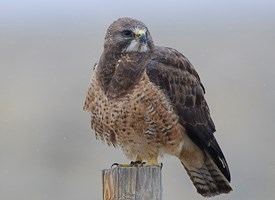 Swainson's hawk Swainson39s Hawk Identification All About Birds Cornell Lab of
