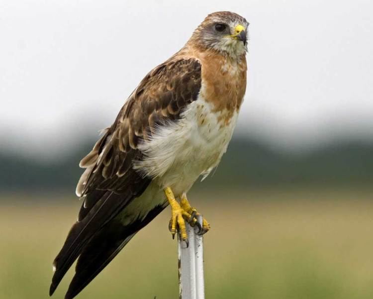 Swainson's hawk Swainson39s Hawk Audubon Field Guide
