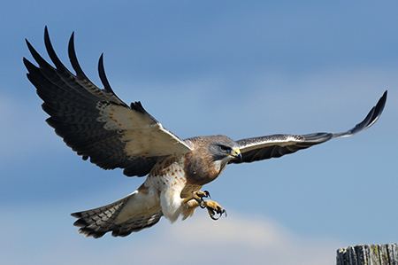Swainson's hawk Swainson39s Hawk American Bird Conservancy