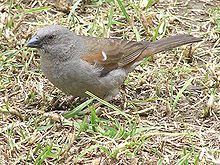 Swainson's sparrow httpsuploadwikimediaorgwikipediacommonsthu