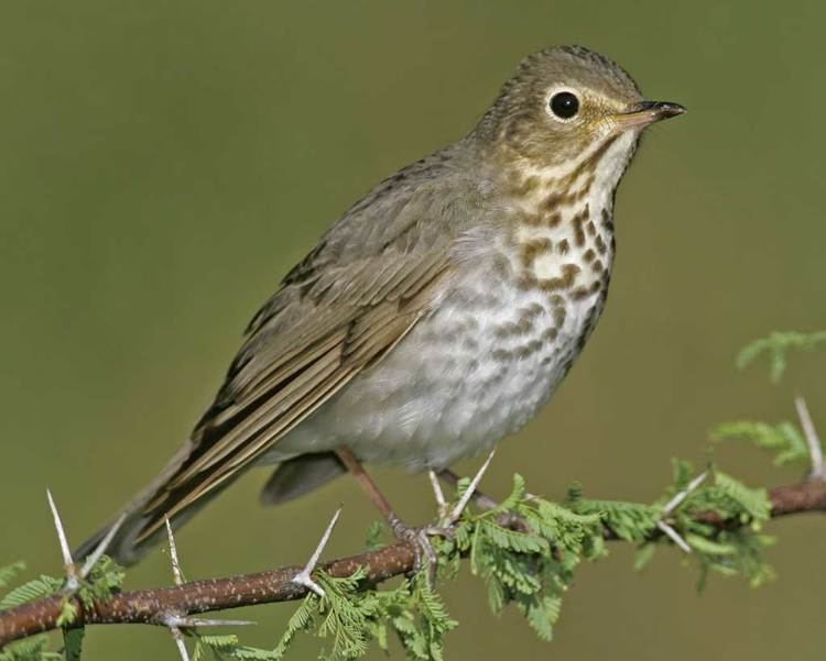 Swainson's thrush Swainson39s Thrush Audubon Field Guide