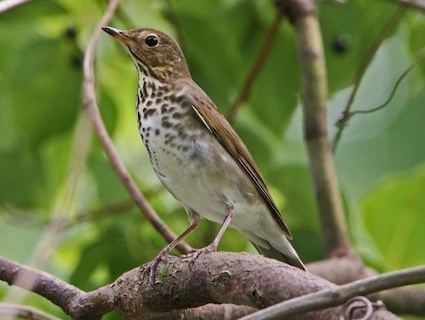 Swainson's thrush Swainson39s Thrush Identification All About Birds Cornell Lab of