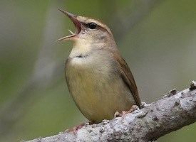 Swainson's warbler Swainson39s Warbler Life History All About Birds Cornell Lab of