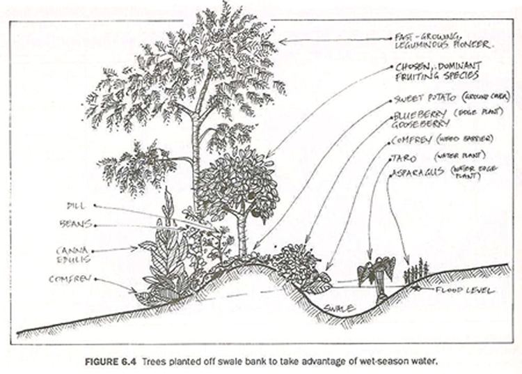 Swale (landform) 17 Best images about Swale on Pinterest