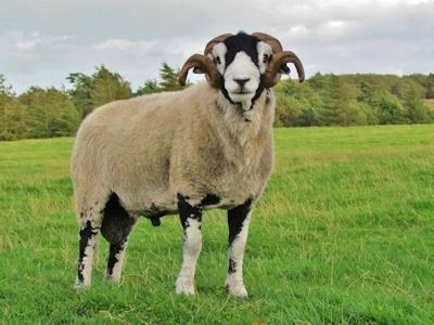 Swaledale sheep Swaledale Sheep at Big Fernyford Farm