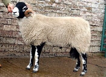 Swaledale sheep Haltcliffe Pedigrees Swaledale Sheep