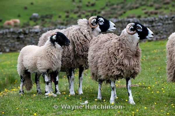 Swaledale sheep Wayne Hutchinson Photography Swaledale sheep in field Cumbria