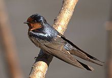 Swallow httpsuploadwikimediaorgwikipediacommonsthu