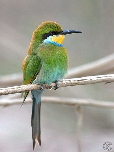 Swallow-tailed bee-eater Mangoverde World Bird Guide Photo Page Swallowtailed Beeeater