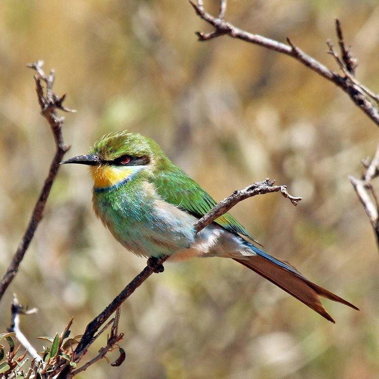 Swallow-tailed bee-eater Swallowtailed beeeater Wikipedia