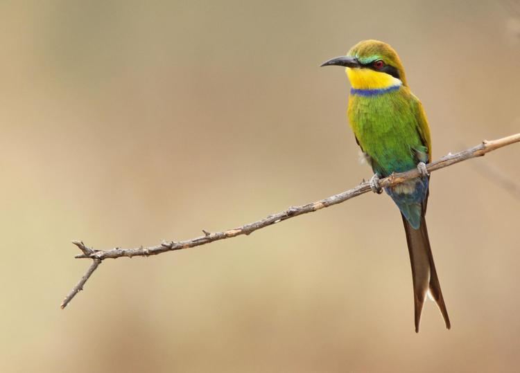 Swallow-tailed bee-eater Swallowtailed Beeeater Merops hirundineus Front view of a bird