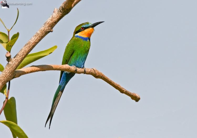 Swallow-tailed bee-eater Swallowtailed Beeeater Merops hirundineus Tanji Bird Reserve