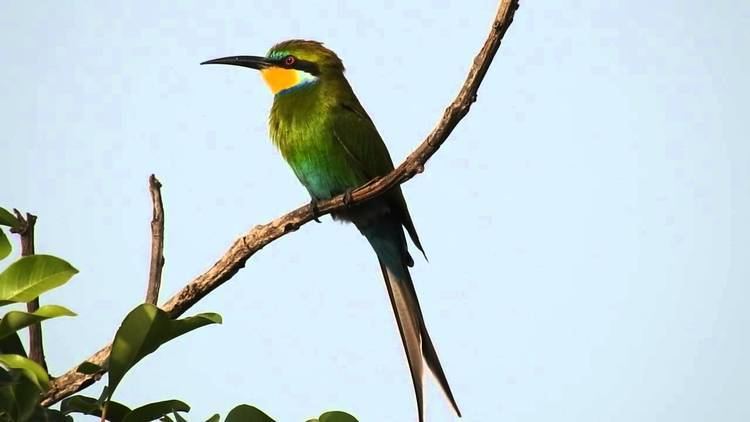 Swallow-tailed bee-eater Swallowtailed BeeEater YouTube