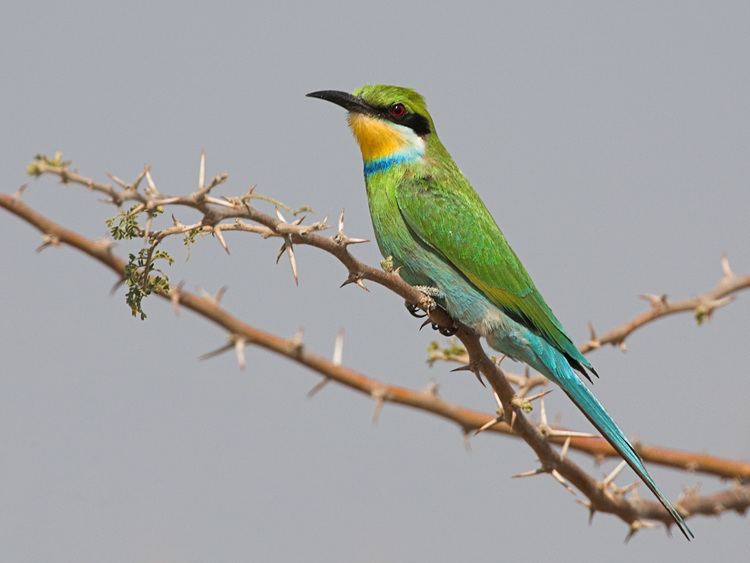 Swallow-tailed bee-eater Birdlife Botswana Publications