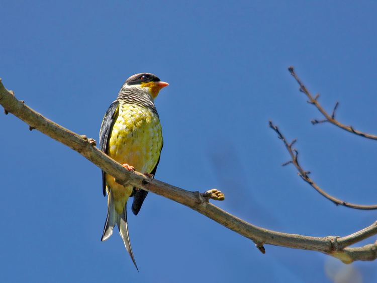 Swallow-tailed cotinga Flickr photos of swallowtailed cotinga phibalura flavirostris Picssr