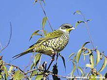 Swallow-tailed cotinga httpsuploadwikimediaorgwikipediacommonsthu