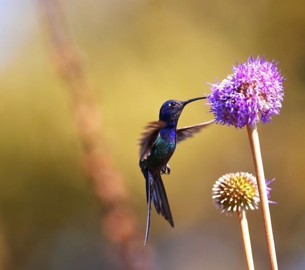 Swallow-tailed hummingbird SwallowTailed Hummingbird Hummingbird Facts and Information
