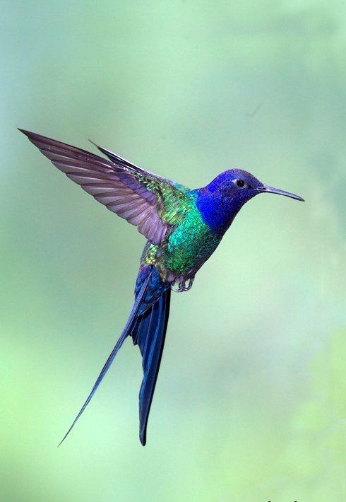 Swallow-tailed hummingbird Swallow tailed Hummingbird Dubi Shapiro Top Birding Tours