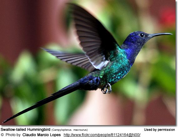 Swallow-tailed hummingbird httpswwwbeautyofbirdscomimagesbirdsSwallow