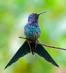 Swallow-tailed hummingbird Swallowtailed hummingbird Wikipedia