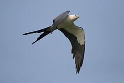 Swallow-tailed kite Swallowtailed kite Wikipedia