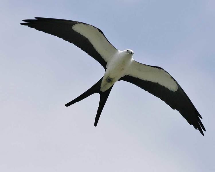 Swallow-tailed kite d2fbmjy3x0sduacloudfrontnetsitesdefaultfiles