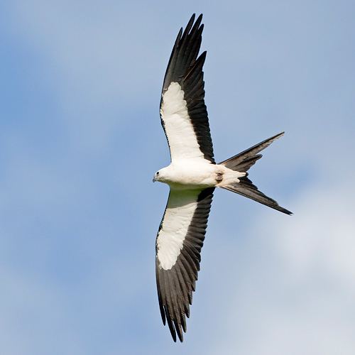 Swallow-tailed kite EPS Observations of the American Swallowtailed Kite in