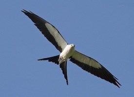 Swallow-tailed kite Swallowtailed Kite Identification All About Birds Cornell Lab